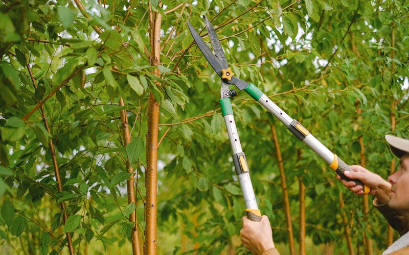 Tree trimming in Mimbres, NM